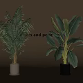 Stylish Potted Tropical Plants in White and Gray Pots on Beige Background