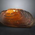Detailed Brown Shell Structure Resembling Organ With Hair Like Texture Features