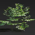 Vibrant Arbor In Natural Setting With Lush Green Leaves Multiple Branches And Healthy Growth