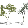 Two Bonsai Potted Plants With Green Foliage Slender Trunks In White Pots Gray Background