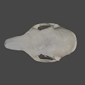 Detailed Animal Skull With Intricate Bone Structure And Sharp Teeth 3d model