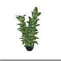 Lush Green Leafy Indoor Potted Plant With Healthy Foliage And Decorative Pot