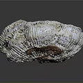 Intricate Marine Animal Seashell With Colorful Patterns And Natural Texture