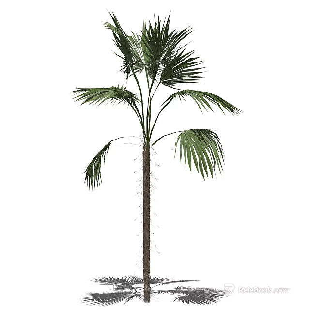 Tall Palm Tree With Large Green Leaves In Garden Landscape Design 3d model 