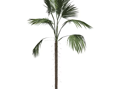 Tall Palm Tree With Large Green Leaves In Garden Landscape Design 3d model