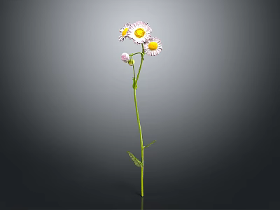 Three White Petal Yellow Center Daisies With Green Stem And Leaves 3d model