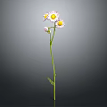 Three White Petal Yellow Center Daisies With Green Stem And Leaves