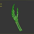 Hand Bones Anatomical Model Showing Detailed Skeletal Structure With Phalanges And Metacarpals 3d model