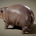 Modern hippopotamus pygmy hippo 3d model