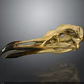 Anatomical Bird Skull Skeleton With Black Yellow Beak On Dark Reflective Background