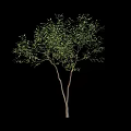 Lush Green Tree with Two Trunks and Foliage Isolated on Black Background
