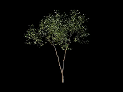 Lush Green Tree with Two Trunks and Foliage Isolated on Black Background 3d model