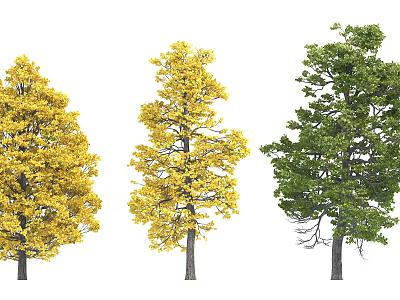 Three Arbor Trees With Golden Yellow and Green Foliage Variations 3d model