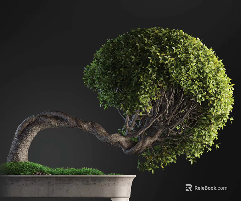 Bonsai Plant with Curved Trunk Rounded Canopy Lush Green Leaves in Pot Grass Base 3d model 