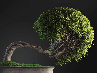 Bonsai Plant with Curved Trunk Rounded Canopy Lush Green Leaves in Pot Grass Base 3d model