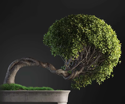 New Chinese Bonsai Indoor Bonsai 3d model