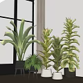 Indoor Potted Bonsai Plants With Various Green Leaves And Stylish Pots