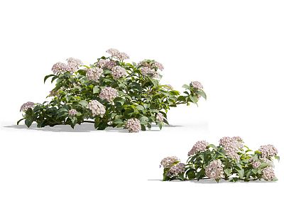 Modern Hydrangea Flower model