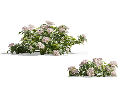 Decorative Flowering Plants With Green Leaves And Pink Blooms For Garden Decoration 3d model