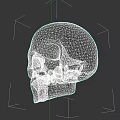 Detailed Human Skull Model Displaying Visible Teeth And Cranial Bone Structure 3d model