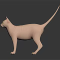 Pink Hairless Sphynx Cat Standing On Black Surface With Reflection And Grey Background