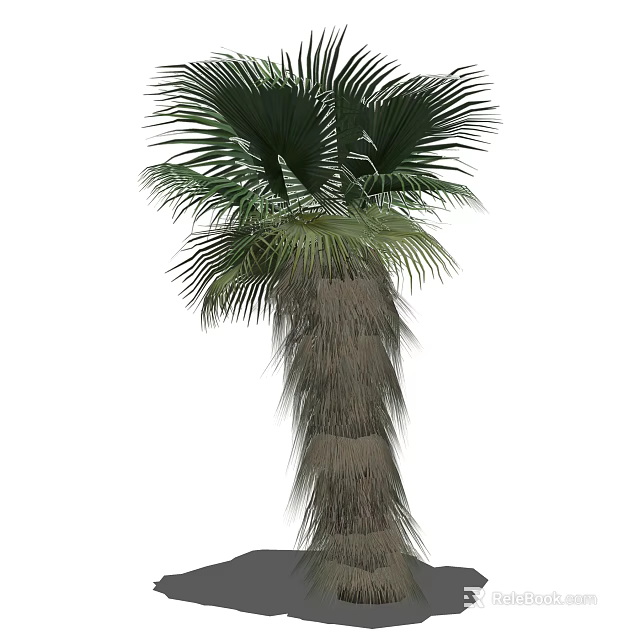 Tall Tropical Arbor With Large Fan Shaped Leaves And Fibrous Trunk 3d model 