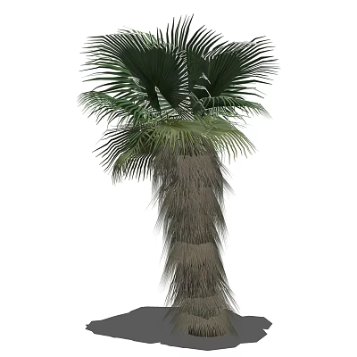 Tall Tropical Arbor With Large Fan Shaped Leaves And Fibrous Trunk 3d model
