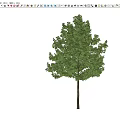 Modern Arbor Street Tree Courtyard Tree Landscape Tree Ginkgo Tree Forest Trees 3d model