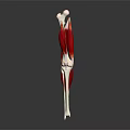 3D Rendered Human Leg Muscle Structure With Red Tissue And White Bones