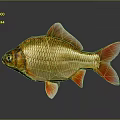 Shiny Golden Goldfish With Red Fins And Tail On Gray Background
