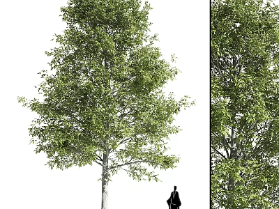 Tall Lush Arbor Tree With Dense Green Foliage And Strong Trunk 3d model