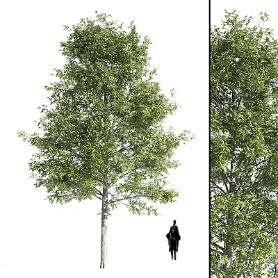 Tall Lush Arbor Tree With Dense Green Foliage And Strong Trunk 3d model