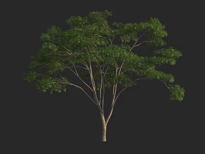 Tall Arbor with Lush Green Foliage and Spreading Branches in Isolated Setting 3d model