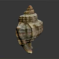Colorful Spiral Conch Shell With Shiny Surface And Natural Patterns On Dark Background 3d model