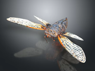 Cicada Insect With Patterned Wings Dark Body And Orange Edges On Reflective Surface 3d model
