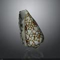 Conch Shell With White Background And Brown Crack Like Patterns On Dark Surface Showing Reflection 3d model