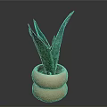 Green Leaf Plant In Terracotta Double Layered Pot With Dark Background