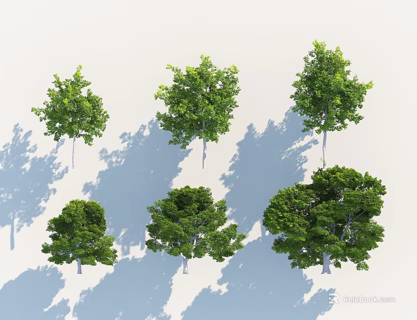 Various Arbor Types With Different Crown Shapes And Shadows On White Background 3d model