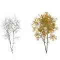 Trees with White Trunks Yellow Leaves and Leafless Branches with Falling Leaves and Silhouette Figure