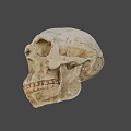 Ancient Human Skull Displayed Against Blue Background With Detailed Bone Structure
