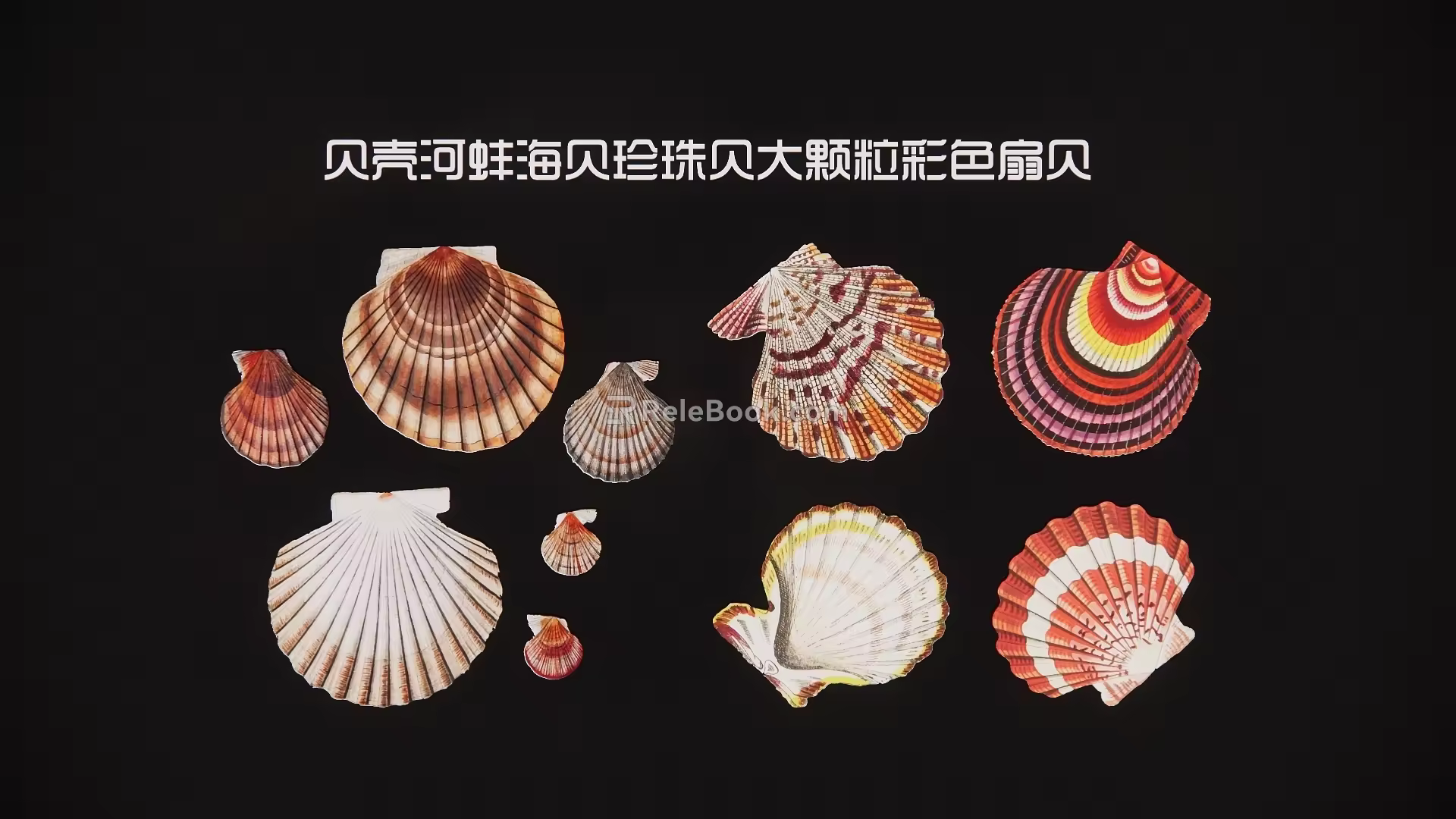 Shell mussel sea shellfish pearl shellfish large particle color scallop 3d model