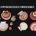 Shell mussel sea shellfish pearl shellfish large particle color scallop 3d model