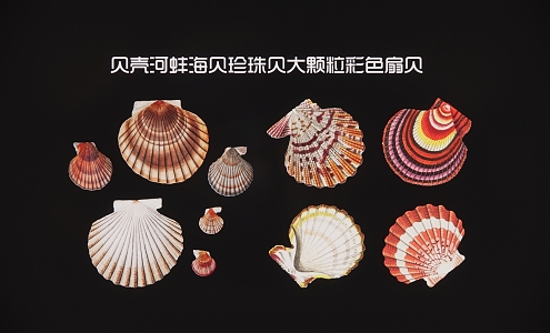 Shell mussel sea shellfish pearl shellfish large particle color scallop 3d model