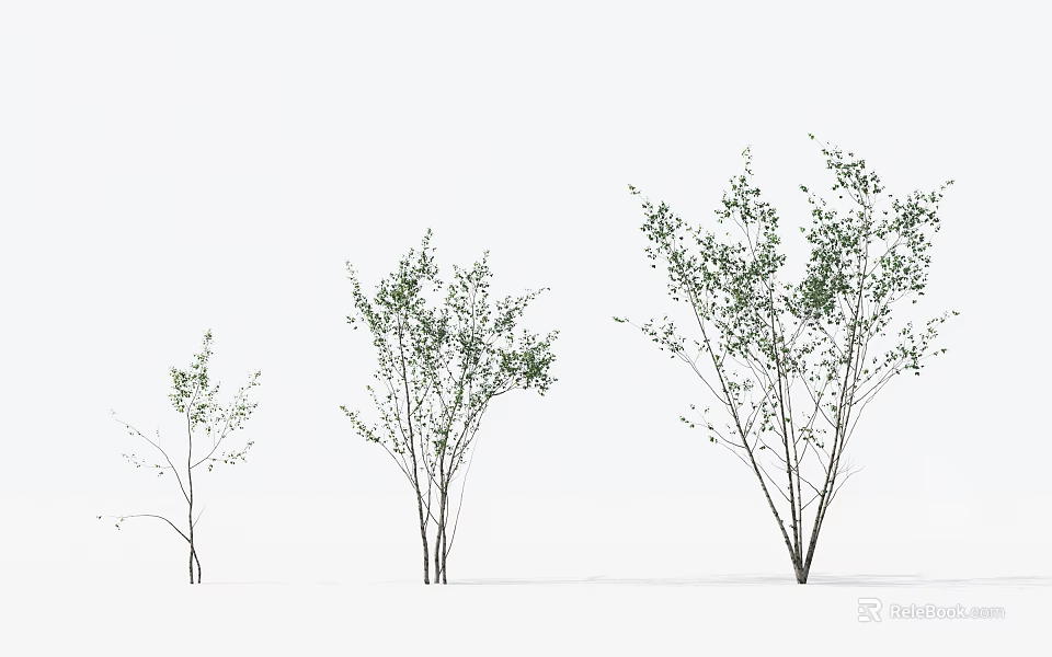 Trees Of Various Sizes With Green Leaves And Slender Trunks On White Background 3d model 