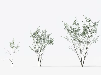 Trees Of Various Sizes With Green Leaves And Slender Trunks On White Background 3d model