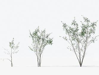 Modern Trees Small Trees 3d model