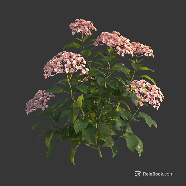Beautiful Pink Hydrangea Flowers with Lush Green Leaves Blooming Brightly in Garden 3d model 