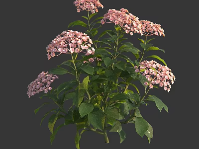 Beautiful Pink Hydrangea Flowers with Lush Green Leaves Blooming Brightly in Garden 3d model