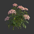Beautiful Pink Hydrangea Flowers with Lush Green Leaves Blooming Brightly in Garden
