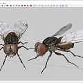 flying animals 3d model